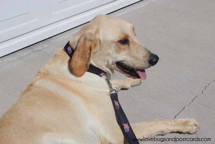 State Traditions Dog Collar and Leash Review