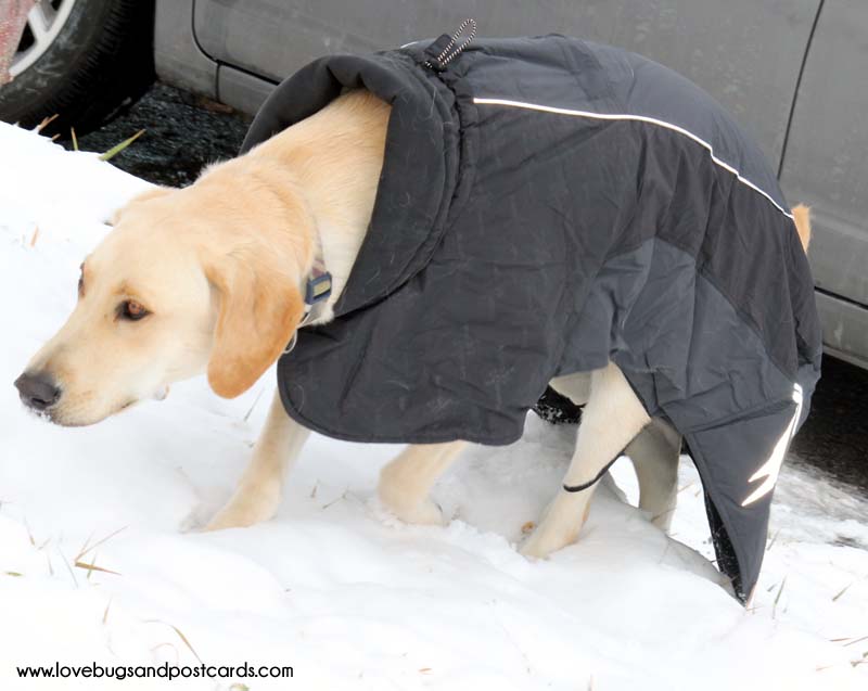 5 tips to protect your animals this winter