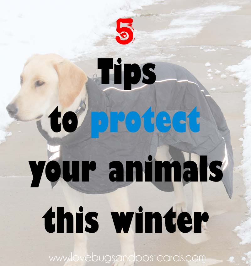5 tips to protect your animals this winter