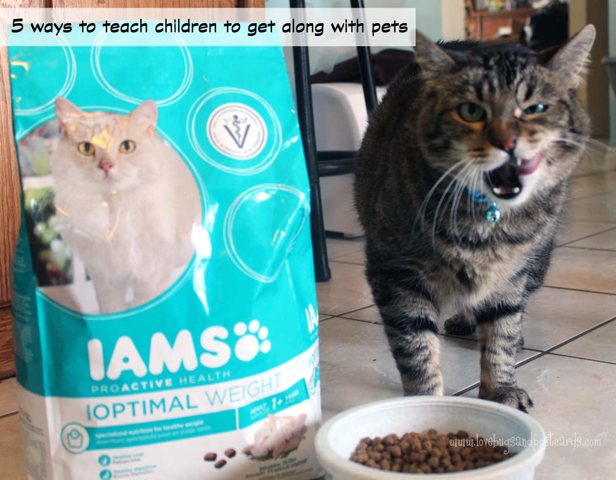 5 ways to teach children to get along with pets