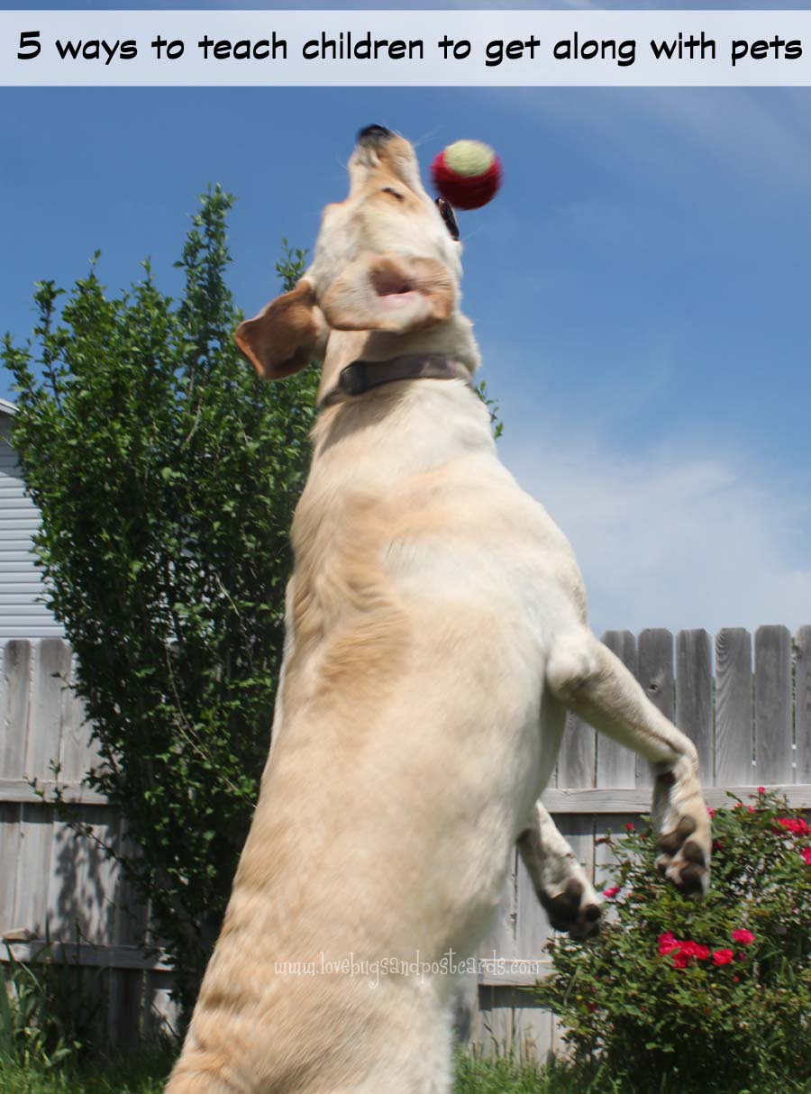 5 ways to teach children to get along with pets