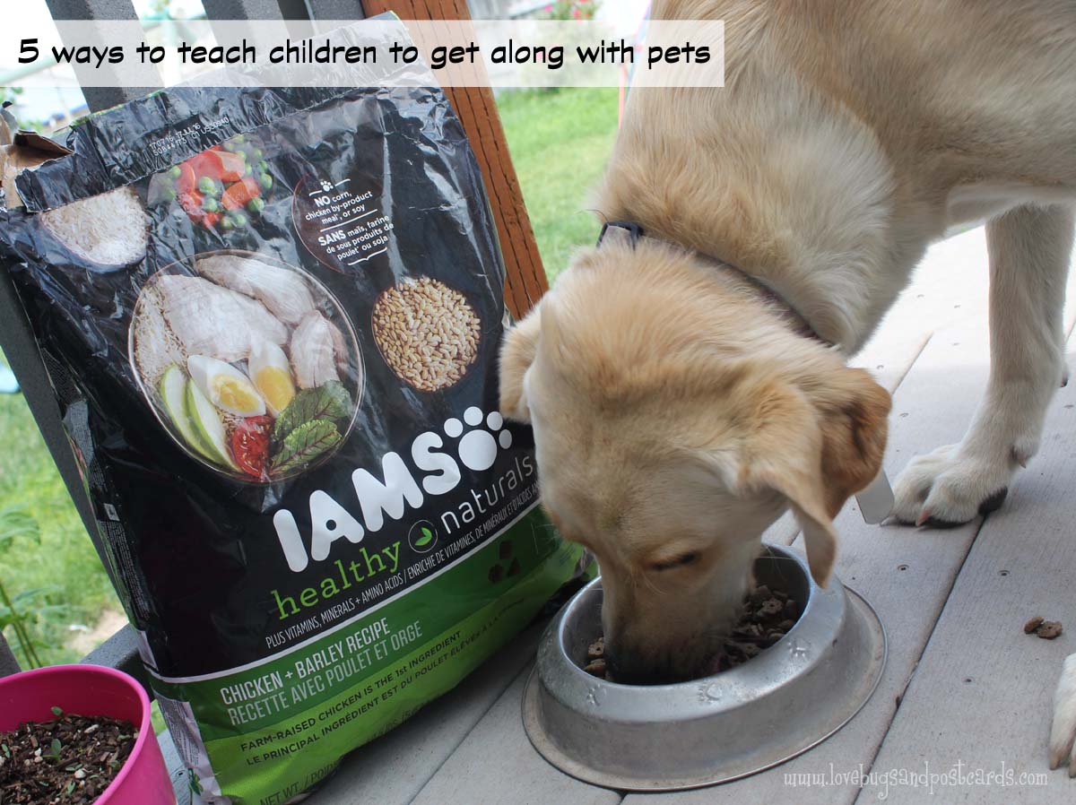 5 ways to teach children to get along with pets
