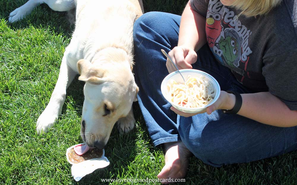 Why sharing mealtime with your dog is important