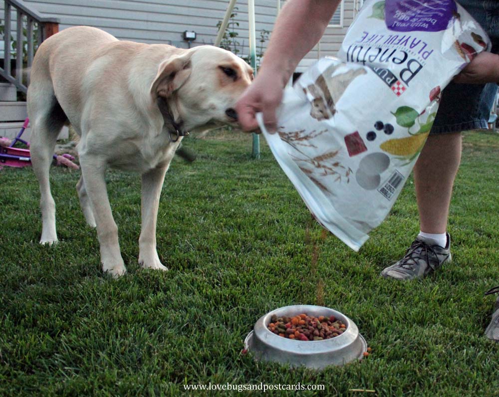 Why sharing mealtime with your dog is important