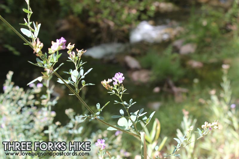 Three Forks Hike to Fifth Water Hot Springs