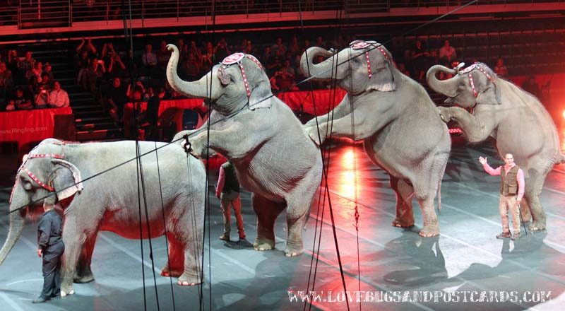 Circus XTREME presented by Ringling Bros. and Barnum & Bailey® Review