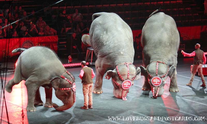 Circus XTREME presented by Ringling Bros. and Barnum & Bailey® Review