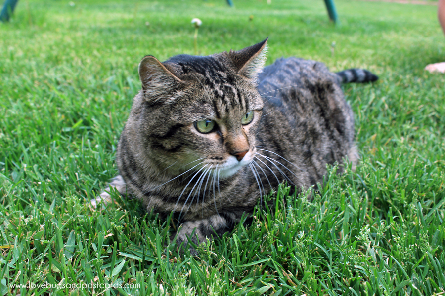 Take your cat on a great adventure