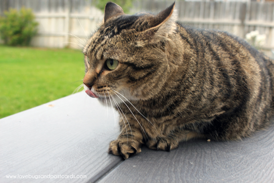 Take your cat on a great adventure