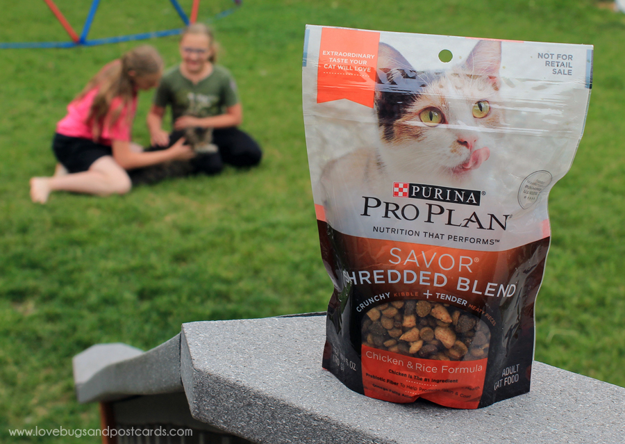 Take your cat on a great adventure