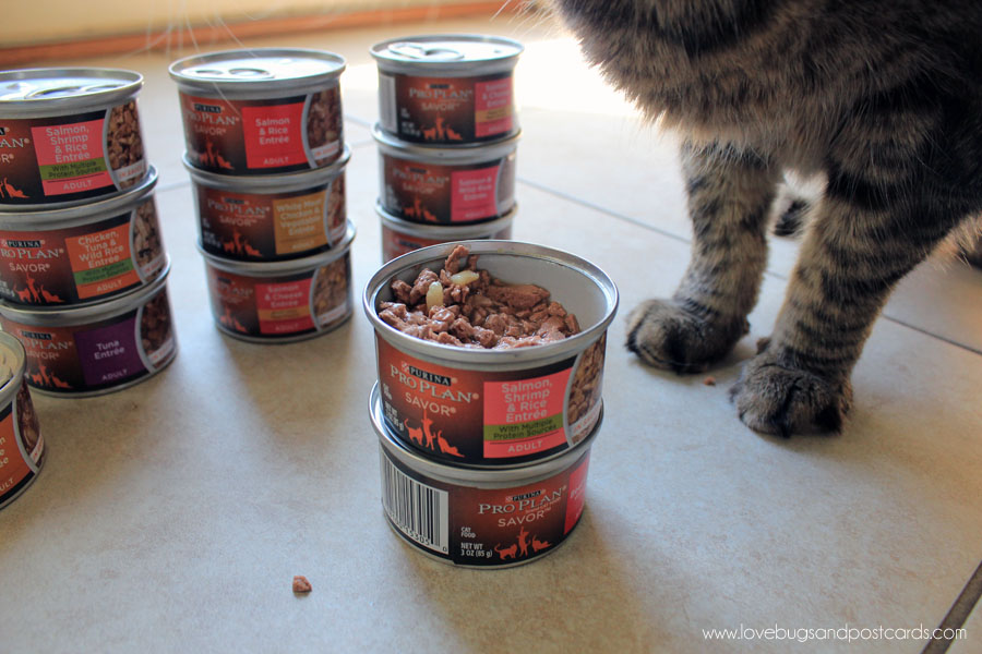 3 ways to show your cat he is loved + Coupon for Purina Pro Plan