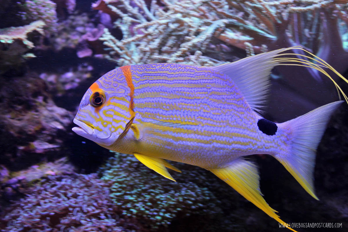 aquariumasiafish