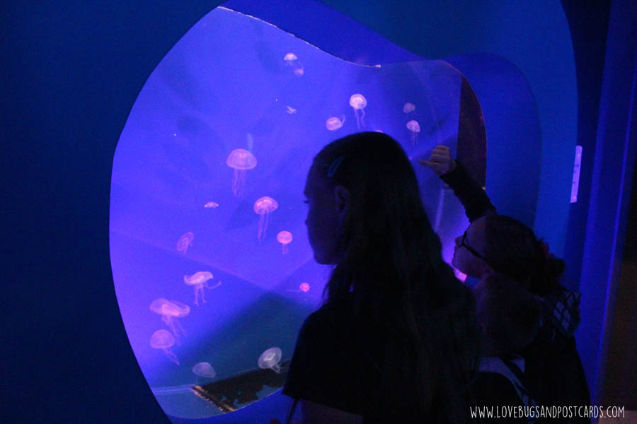 aquariumjellyfish