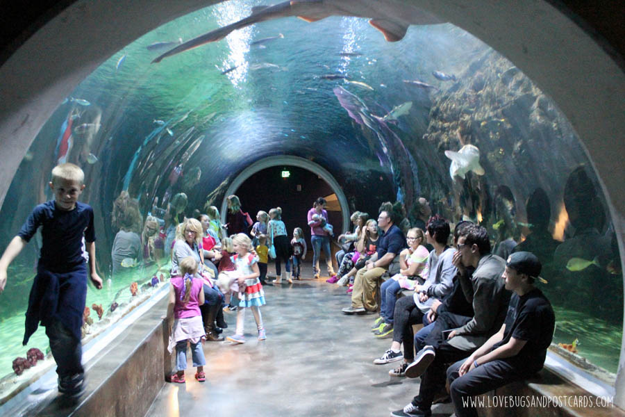 aquariumoceansharktank
