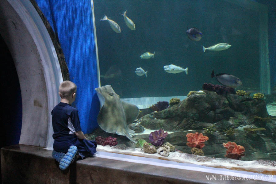 aquariumoceansharktank2