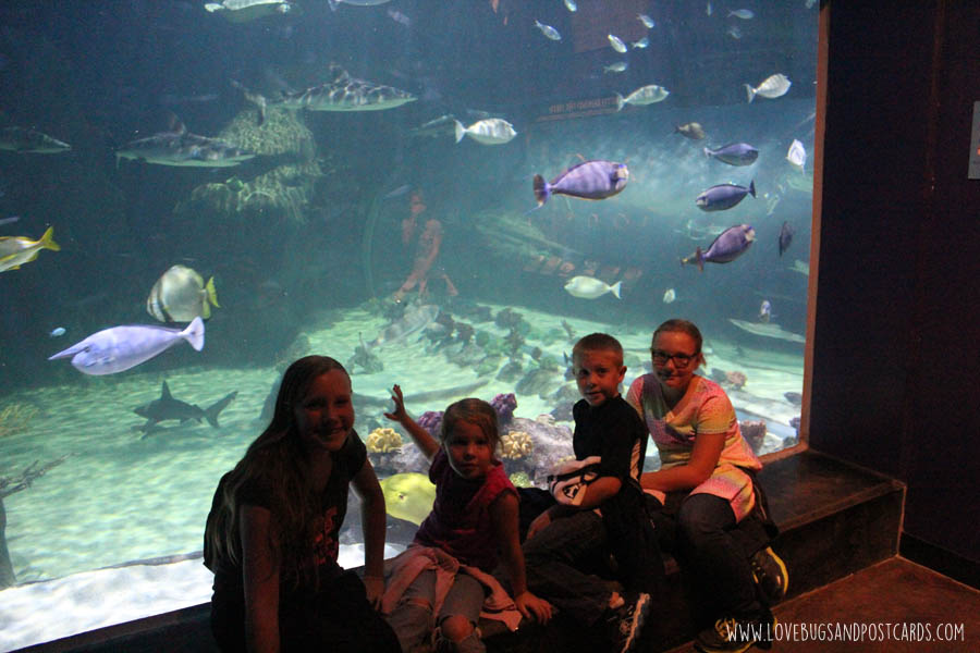 aquariumoceansharktank3