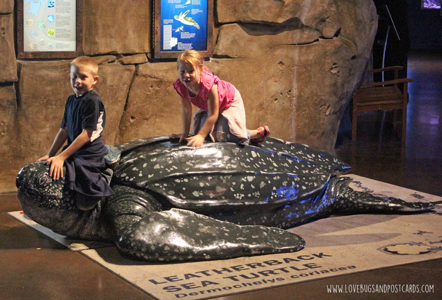 aquariumoceantutle