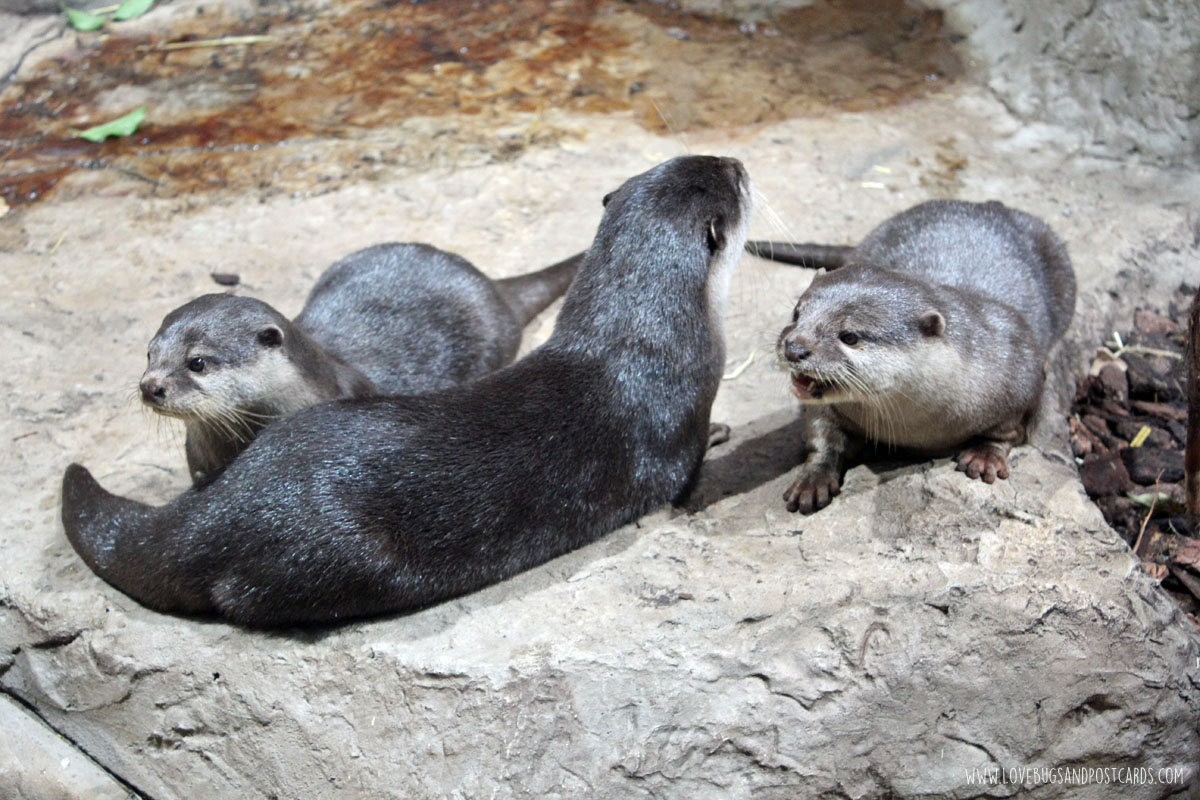 aquariumotters