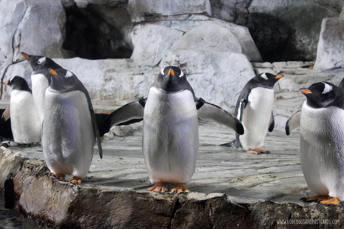 aquariumpenguines