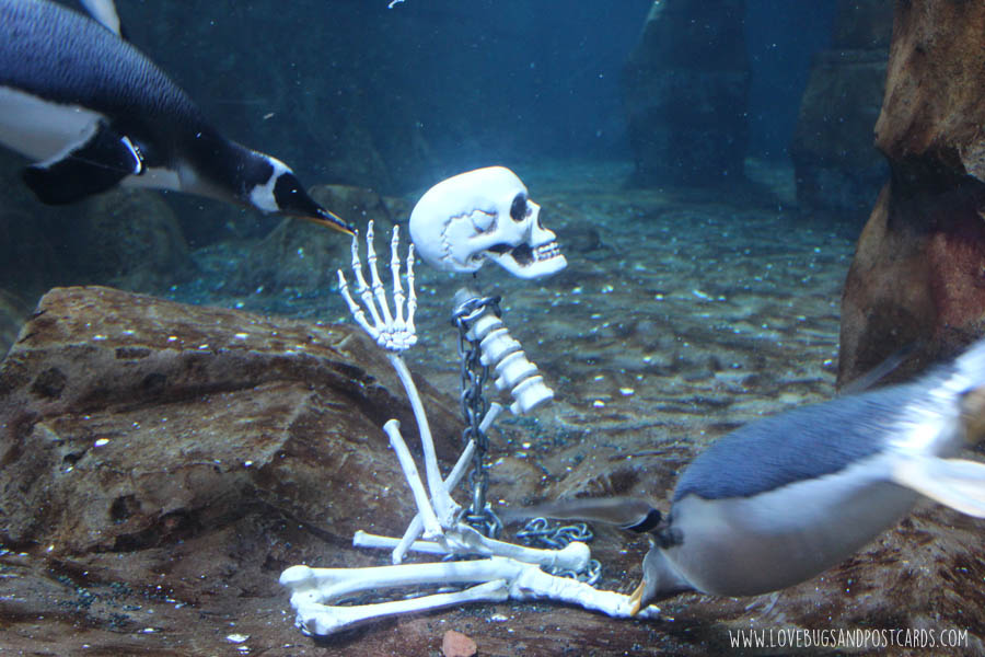 aquariumpenguinesskeleton