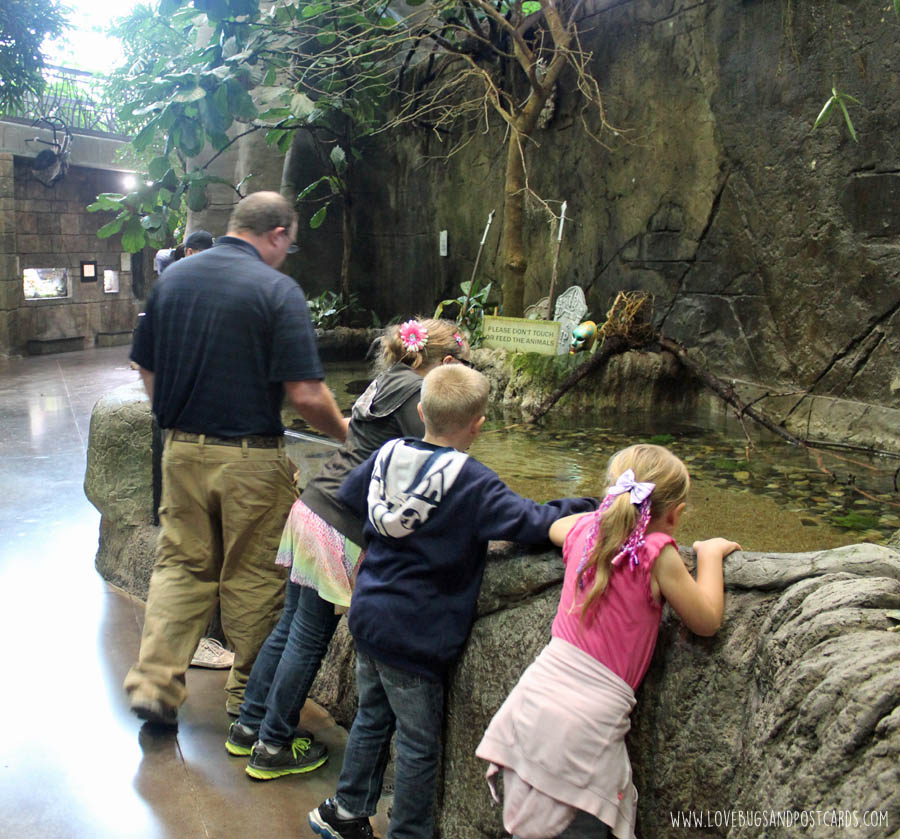 aquariumsouthamerica