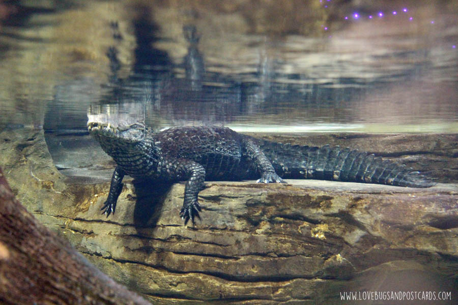 aquariumsouthamericacroc