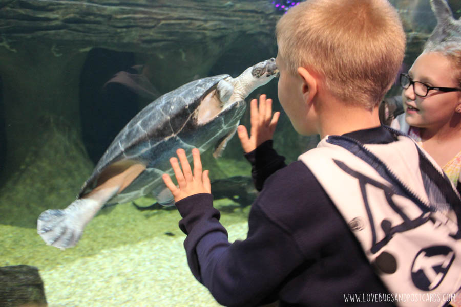 aquariumsouthamericaturtle