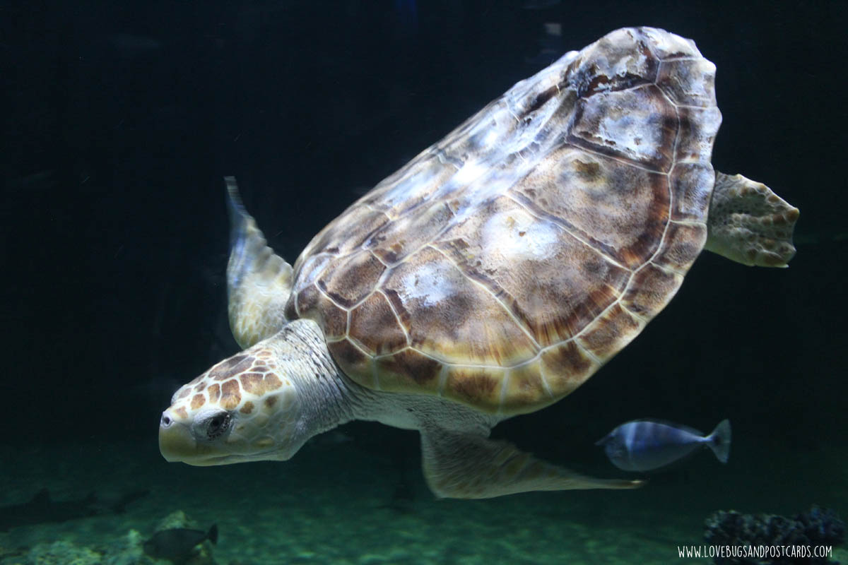 turtle2