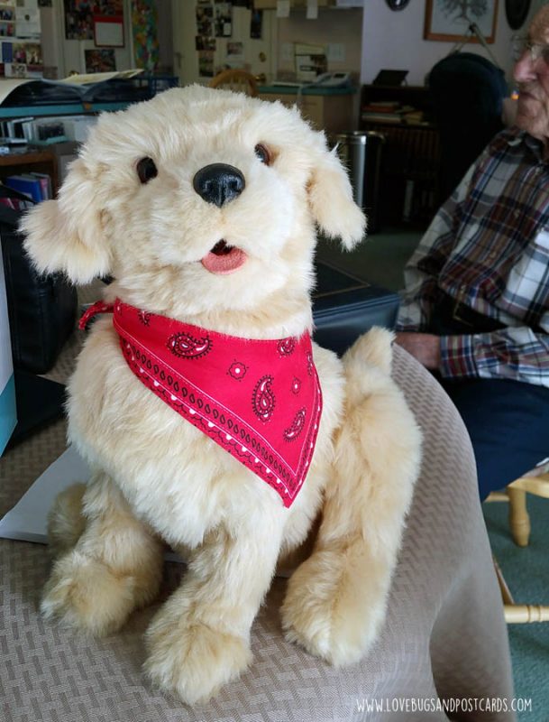 hasbropets4