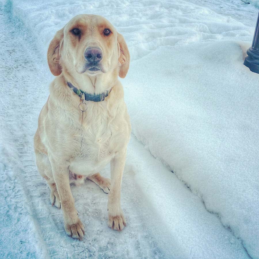 Jake