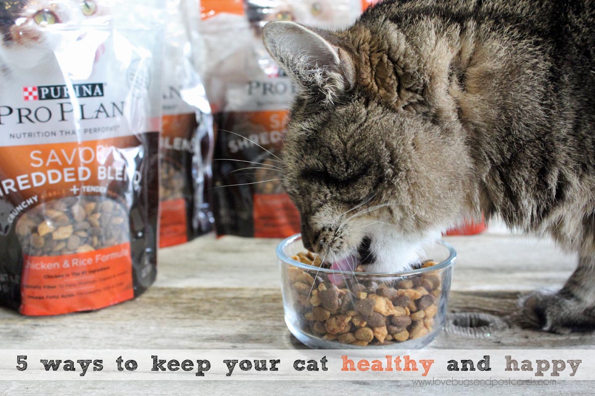 5 ways to keep your cat healthy and happy