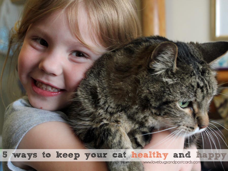 5 ways to keep your cat healthy and happy