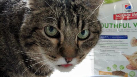 5 ways to take care of your aging cat #AwesomeAsEver - Lovebugs and ...