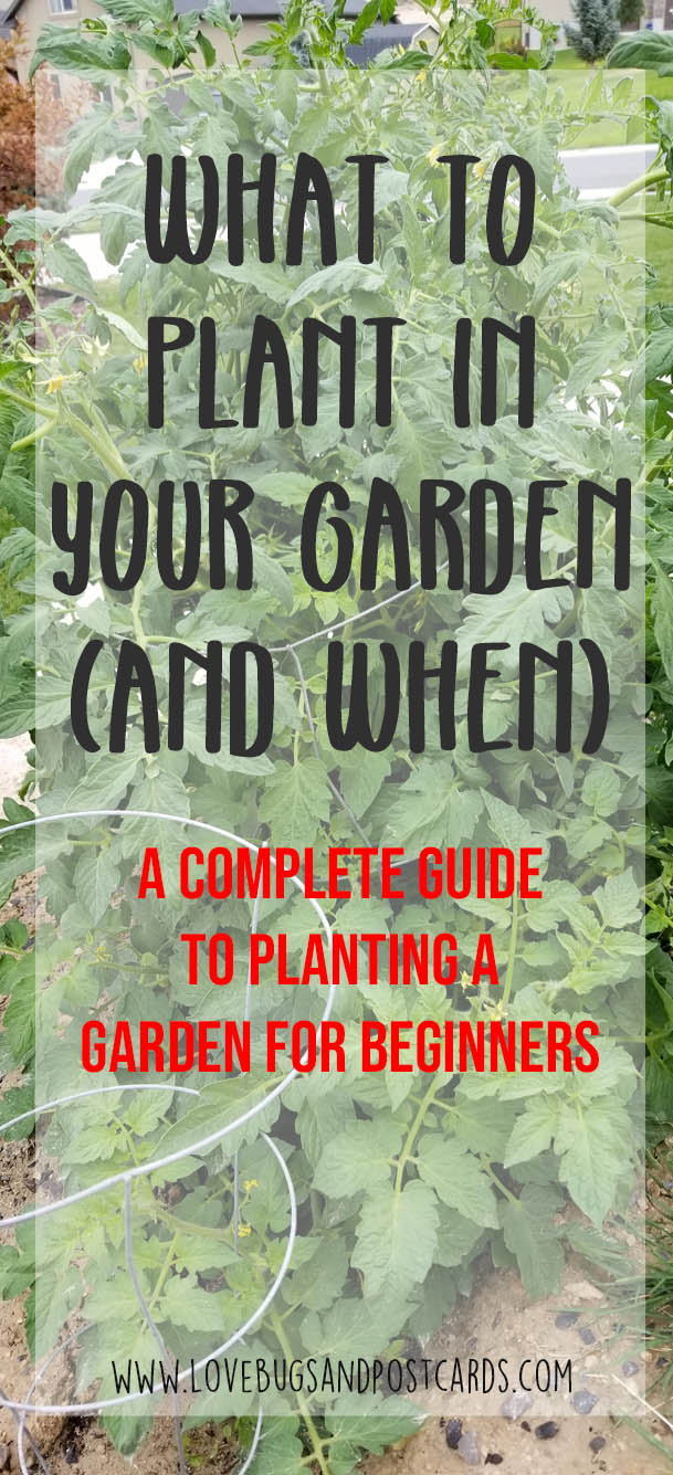 What to Plant in your garden (and when) - Lovebugs and Postcards