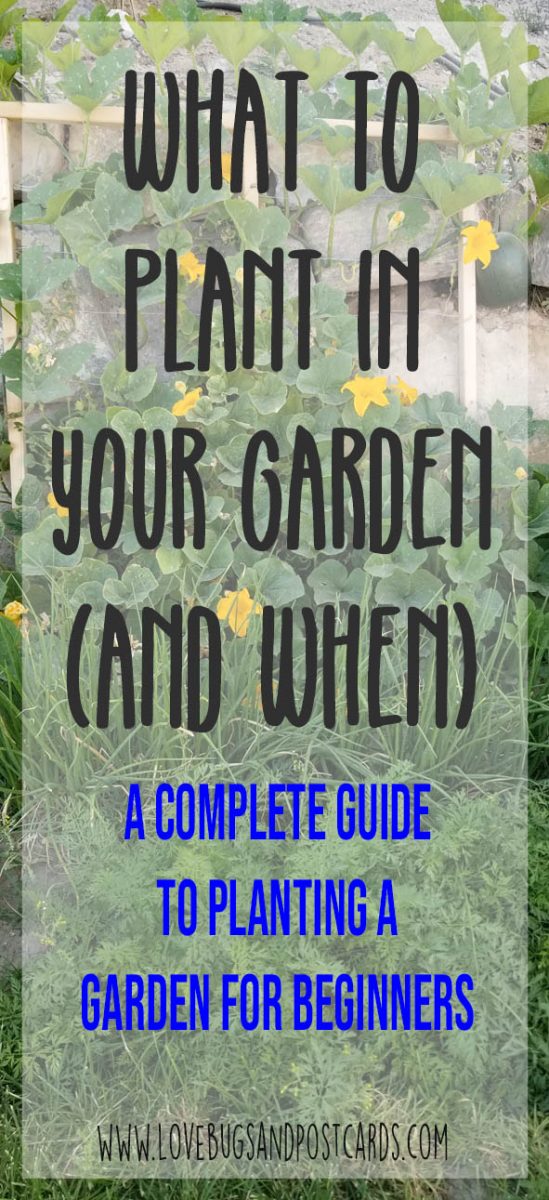 What to Plant in your garden (and when) - Lovebugs and Postcards