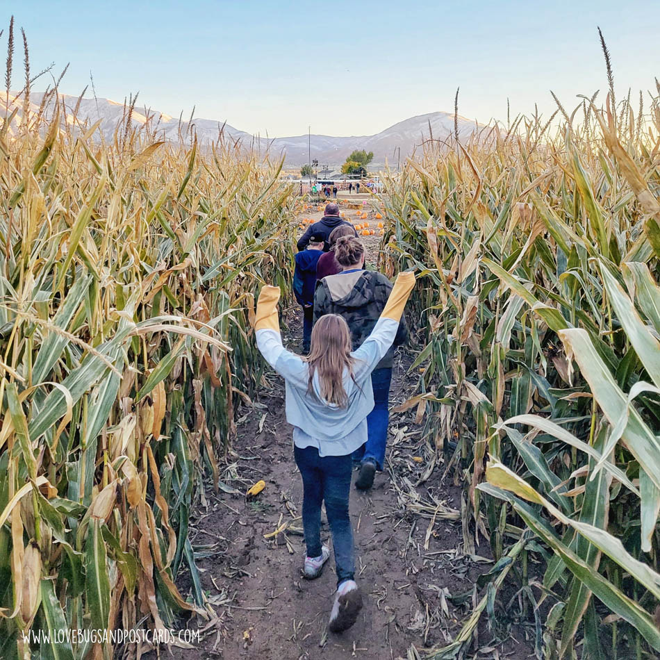 Glen Ray's Corn Maze Utah